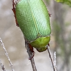 Xylonichus eucalypti (Green cockchafer beetle) at Cotter River, ACT - 22 Oct 2021 by RAllen