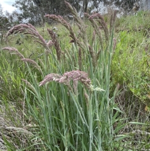 Holcus lanatus at Symonston, ACT - 21 Oct 2021 02:22 PM