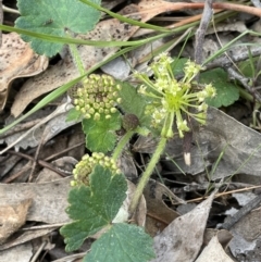 Hydrocotyle laxiflora (Stinking Pennywort) at Jerrabomberra, ACT - 21 Oct 2021 by JaneR