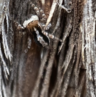 Euophryinae sp. (Mr Stripey) undescribed (Mr Stripey) at Jerrabomberra, NSW - 22 Oct 2021 by SteveBorkowskis