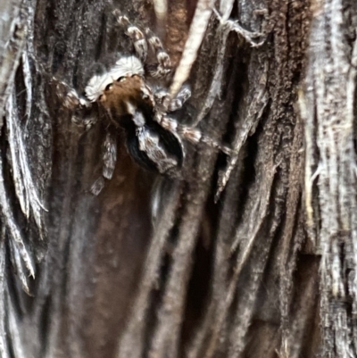 Euophryinae sp. (Mr Stripey) undescribed (Mr Stripey) at Mount Jerrabomberra QP - 22 Oct 2021 by SteveBorkowskis