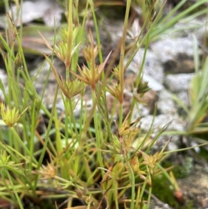 Juncus capitatus at Jerrabomberra, ACT - 21 Oct 2021