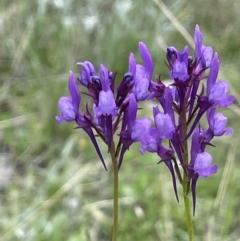 Linaria pelisseriana (Pelisser's Toadflax) at Callum Brae - 21 Oct 2021 by JaneR