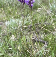 Linaria pelisseriana at Jerrabomberra, ACT - 21 Oct 2021