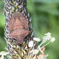 Dictyotus conspicuus (A shield or stink bug) at Paddys River, ACT - 22 Oct 2021 by RAllen