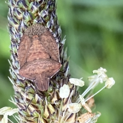 Dictyotus conspicuus (A shield or stink bug) at Gibraltar Pines - 22 Oct 2021 by RAllen