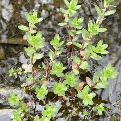 Lythrum hyssopifolia (Small Loosestrife) at Jerrabomberra, ACT - 21 Oct 2021 by JaneR