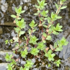 Lythrum hyssopifolia (Small Loosestrife) at Callum Brae - 21 Oct 2021 by JaneR