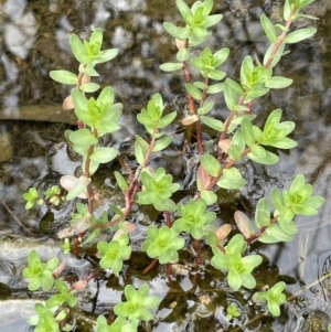 Lythrum hyssopifolia at Jerrabomberra, ACT - 21 Oct 2021