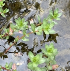 Lythrum hyssopifolia at Jerrabomberra, ACT - 21 Oct 2021