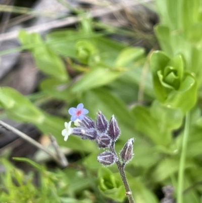 Myosotis discolor (Forget-me-not) at Jerrabomberra, ACT - 21 Oct 2021 by JaneR