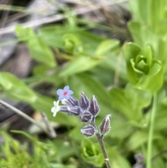 Myosotis discolor (Forget-me-not) at Callum Brae - 21 Oct 2021 by JaneR