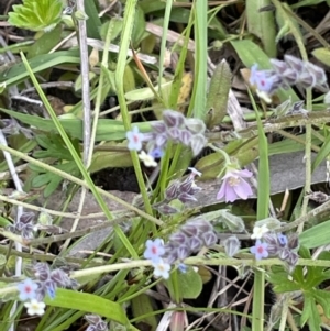 Myosotis discolor at Jerrabomberra, ACT - 21 Oct 2021 04:07 PM