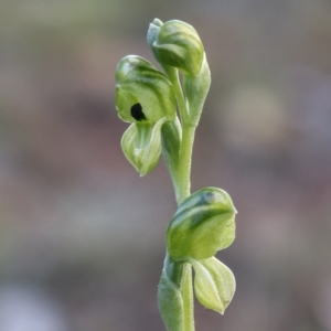 Hymenochilus bicolor (ACT) = Pterostylis bicolor (NSW) at Watson, ACT - 20 Oct 2021