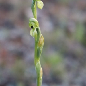 Hymenochilus bicolor (ACT) = Pterostylis bicolor (NSW) at Watson, ACT - 20 Oct 2021