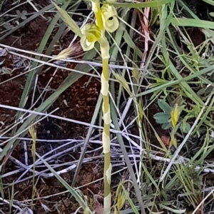 Hymenochilus bicolor (ACT) = Pterostylis bicolor (NSW) at Watson, ACT - 20 Oct 2021