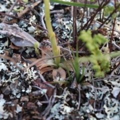 Hymenochilus bicolor (ACT) = Pterostylis bicolor (NSW) at Watson, ACT - 20 Oct 2021