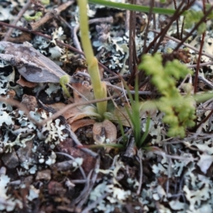 Hymenochilus bicolor (ACT) = Pterostylis bicolor (NSW) at Watson, ACT - 20 Oct 2021