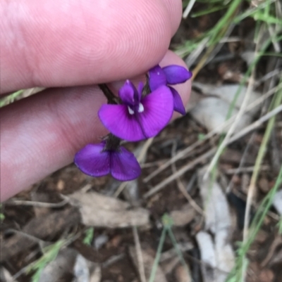 Swainsona sericea (Silky Swainson-Pea) at Red Hill Nature Reserve - 21 Oct 2021 by Tapirlord