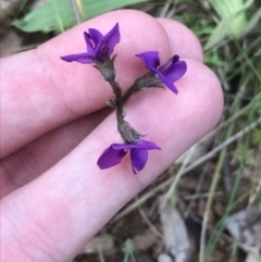 Swainsona sericea at Deakin, ACT - 21 Oct 2021