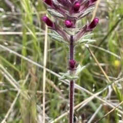 Parentucellia latifolia (Red Bartsia) at Callum Brae - 21 Oct 2021 by JaneR