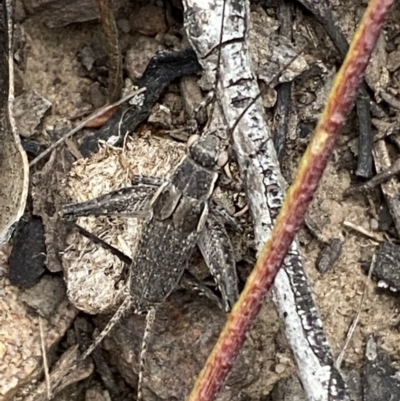 Grylloidea (superfamily) (Unidentified cricket) at Mount Jerrabomberra - 22 Oct 2021 by Steve_Bok