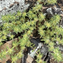 Paronychia brasiliana (Brazilian Whitlow) at Jerrabomberra, ACT - 21 Oct 2021 by JaneR