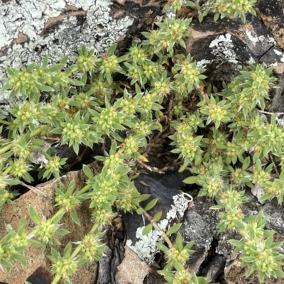 Paronychia brasiliana (Brazilian Whitlow) at Jerrabomberra, ACT - 21 Oct 2021 by JaneR