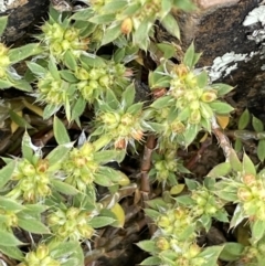 Paronychia brasiliana at Jerrabomberra, ACT - 21 Oct 2021