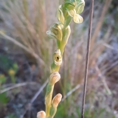 Hymenochilus bicolor (ACT) = Pterostylis bicolor (NSW) (Black-tip Greenhood) at Watson, ACT - 22 Oct 2021 by Sarah2019