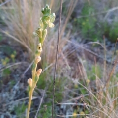 Hymenochilus bicolor (ACT) = Pterostylis bicolor (NSW) at Watson, ACT - suppressed