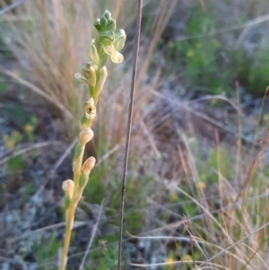 Hymenochilus bicolor (ACT) = Pterostylis bicolor (NSW) at Watson, ACT - 22 Oct 2021