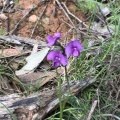 Swainsona sericea (Silky Swainson-Pea) at Deakin, ACT - 21 Oct 2021 by Tapirlord