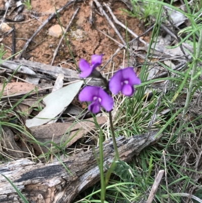 Swainsona sericea (Silky Swainson-Pea) at Deakin, ACT - 21 Oct 2021 by Tapirlord