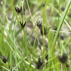 Schoenus apogon (Common Bog Sedge) at Jerrabomberra, ACT - 21 Oct 2021 by JaneR