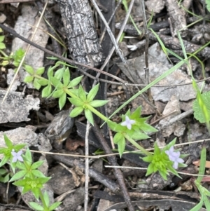 Sherardia arvensis at Jerrabomberra, ACT - 21 Oct 2021