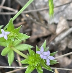 Sherardia arvensis at Jerrabomberra, ACT - 21 Oct 2021 03:57 PM