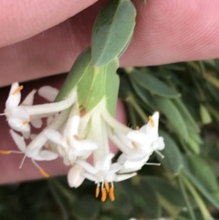 Pimelea linifolia subsp. caesia (Slender Rice Flower) at Deakin, ACT - 21 Oct 2021 by Tapirlord