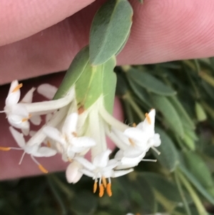 Pimelea linifolia subsp. caesia at Deakin, ACT - 21 Oct 2021