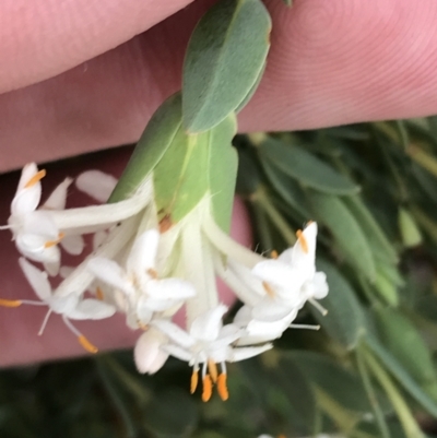 Pimelea linifolia subsp. caesia (Slender Rice Flower) at Red Hill Nature Reserve - 21 Oct 2021 by Tapirlord