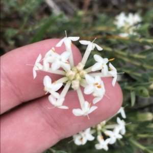 Pimelea linifolia subsp. caesia at Deakin, ACT - 21 Oct 2021