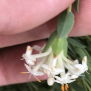 Pimelea linifolia subsp. caesia at Deakin, ACT - 21 Oct 2021