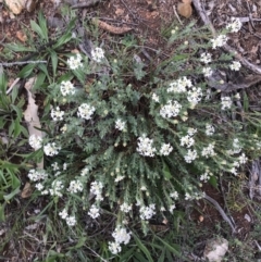 Pimelea linifolia subsp. caesia at Deakin, ACT - 21 Oct 2021 06:05 PM