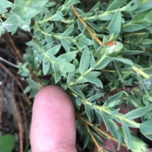 Pimelea linifolia subsp. caesia at Deakin, ACT - 21 Oct 2021
