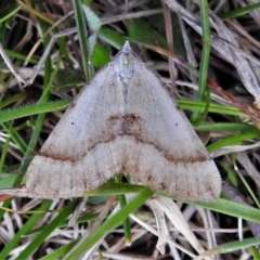 Anachloris subochraria (Golden Grass Carpet) at Mount Clear, ACT - 22 Oct 2021 by JohnBundock