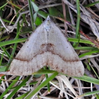 Anachloris subochraria (Golden Grass Carpet (Ennominae)) at Mount Clear, ACT - 22 Oct 2021 by JohnBundock