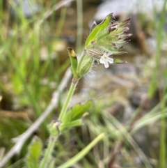 Silene gallica var. gallica (French Catchfly) at Callum Brae - 21 Oct 2021 by JaneR