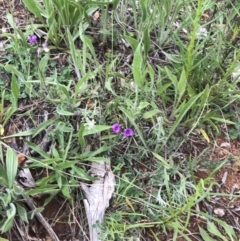 Swainsona sericea (Silky Swainson-Pea) at Red Hill Nature Reserve - 21 Oct 2021 by Tapirlord