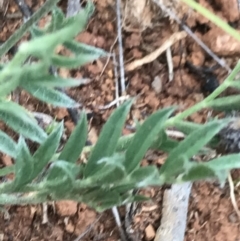 Swainsona sericea at Deakin, ACT - suppressed