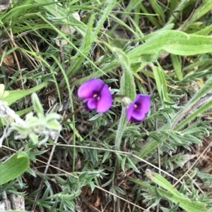 Swainsona sericea at Deakin, ACT - suppressed